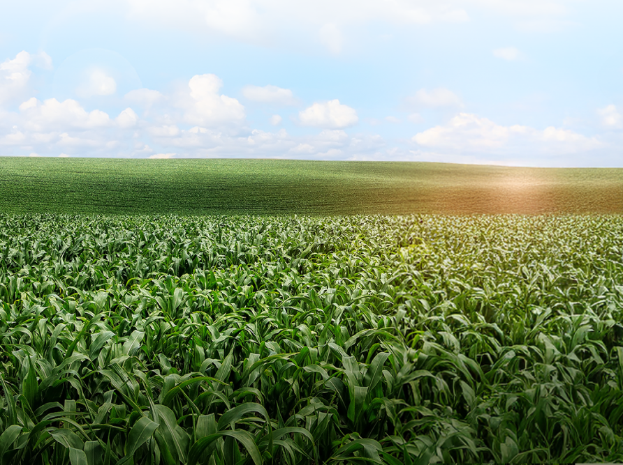 Mejor-Fertilizante-Para-Maiz-Ecuador