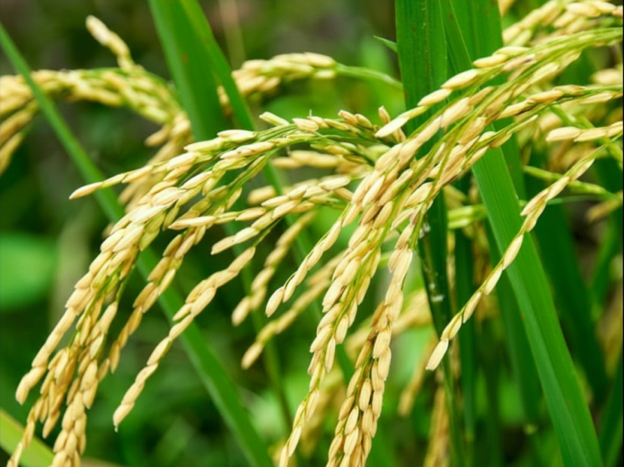 mejor-fertilizante-arroz-ecuador