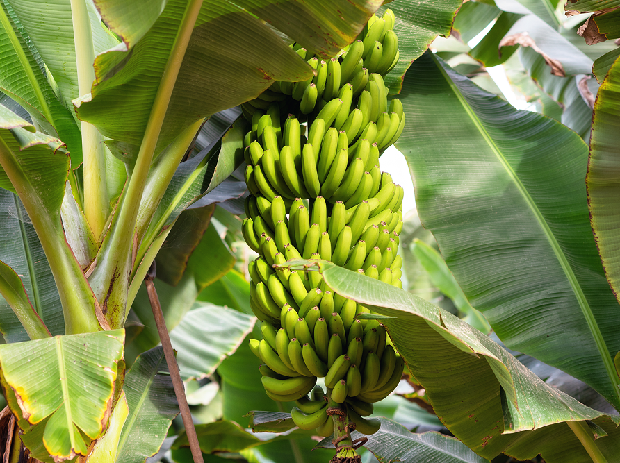 Mejor-Fertilizante-Para-Banano-Ecuador