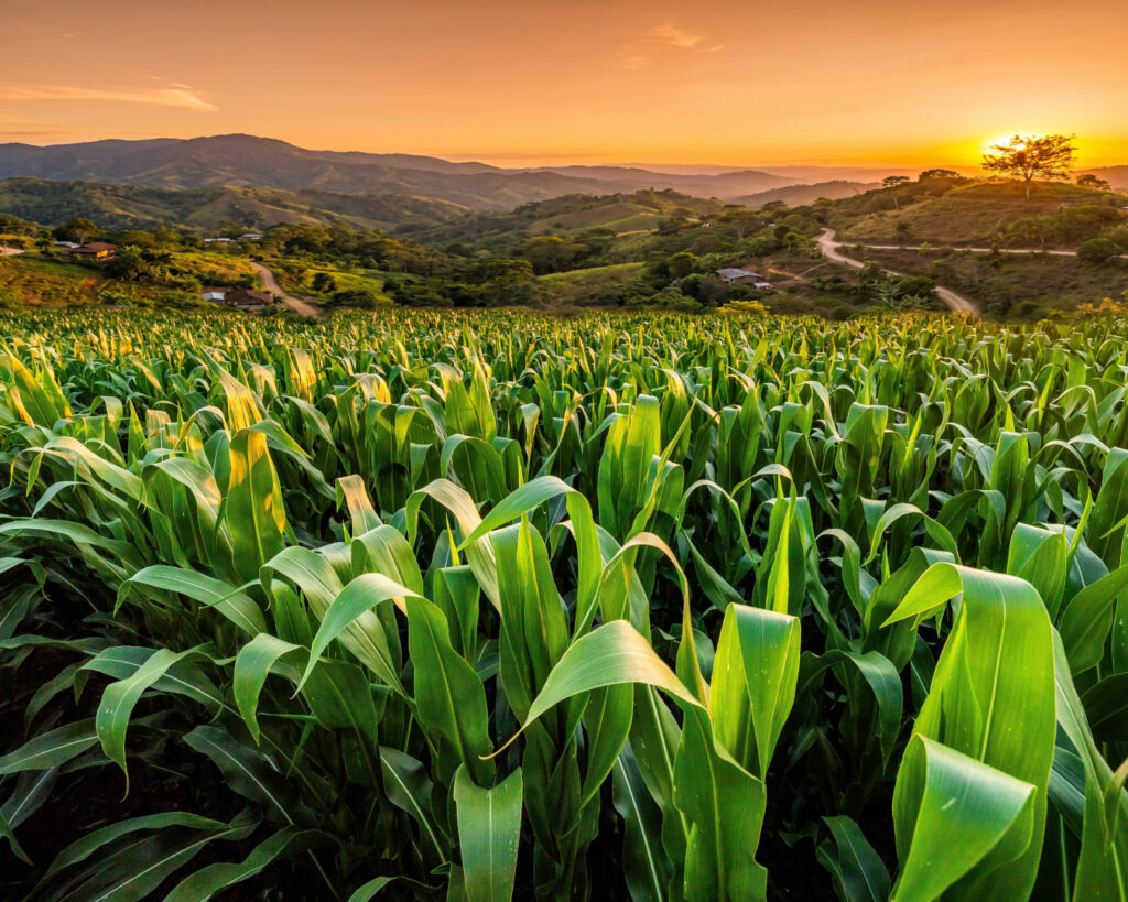 urea-ecuador-nitro-xtend-xp